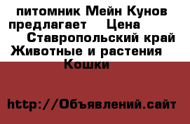 питомник Мейн Кунов предлагает. › Цена ­ 15 000 - Ставропольский край Животные и растения » Кошки   
